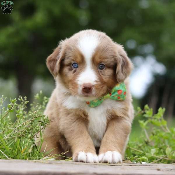 Ducati, Miniature Australian Shepherd Puppy