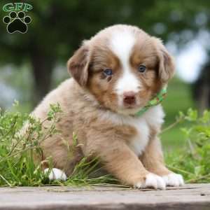 Ducati, Miniature Australian Shepherd Puppy