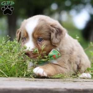 Ducati, Miniature Australian Shepherd Puppy