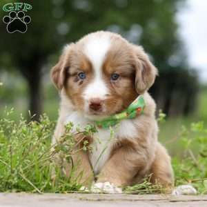 Ducati, Miniature Australian Shepherd Puppy