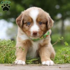 Ducati, Miniature Australian Shepherd Puppy