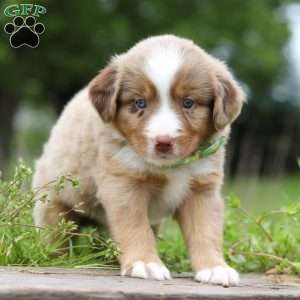 Ducati, Miniature Australian Shepherd Puppy