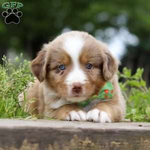 Ducati, Miniature Australian Shepherd Puppy