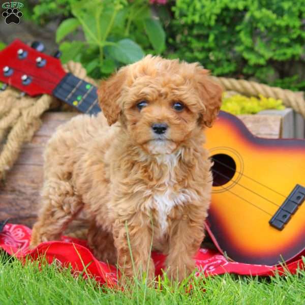 Dude, Mini Goldendoodle Puppy