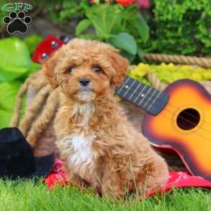 Dude, Mini Goldendoodle Puppy