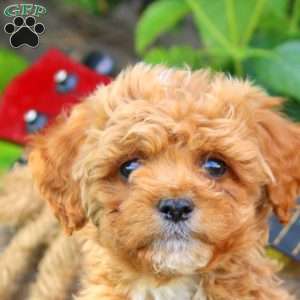 Dude, Mini Goldendoodle Puppy