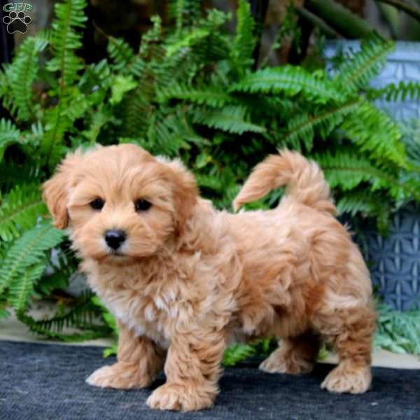 Duff, Maltipoo Puppy