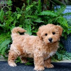 Duff, Maltipoo Puppy