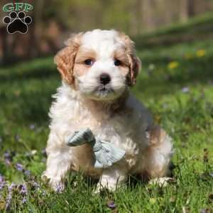 Duke, Cockapoo Puppy