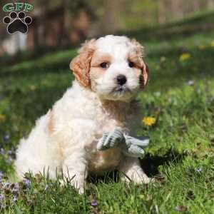 Duke, Cockapoo Puppy