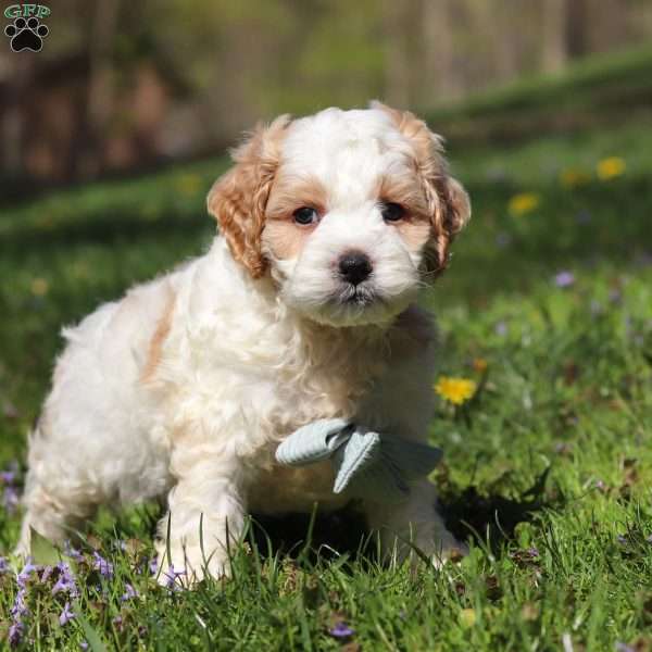 Duke, Cockapoo Puppy