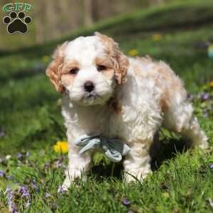 Duke, Cockapoo Puppy