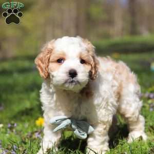 Duke, Cockapoo Puppy