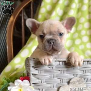Duke, French Bulldog Puppy