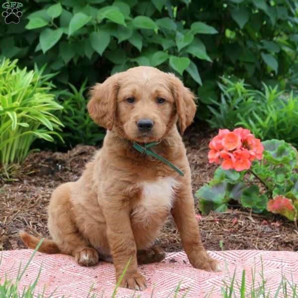 Duke, Mini Goldendoodle Puppy