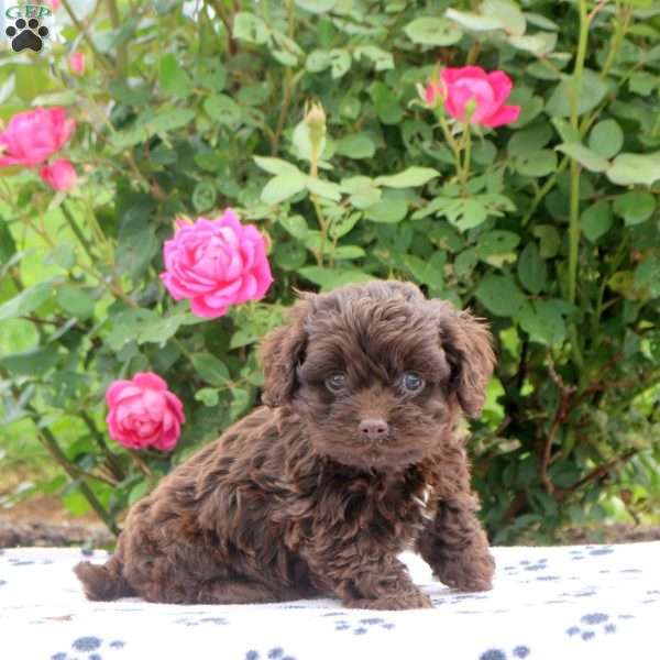 Duke, Cockapoo Puppy