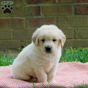 Duke, Golden Retriever Puppy