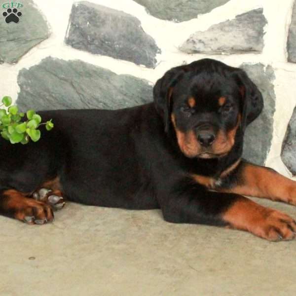 Duke, Rottweiler Puppy