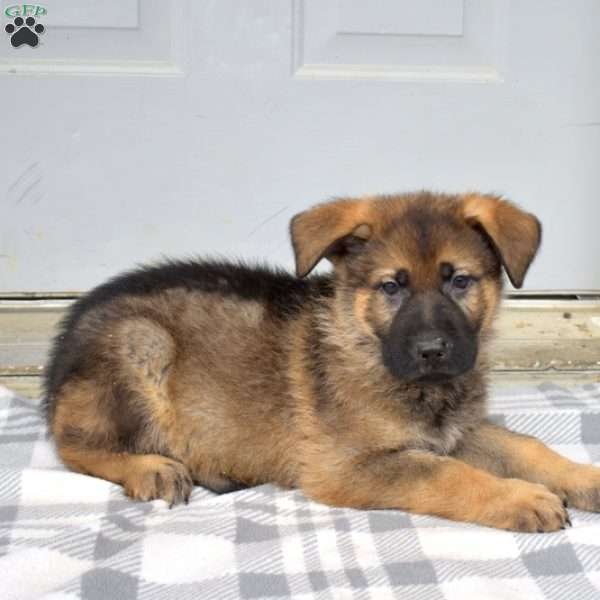 Duke, German Shepherd Puppy