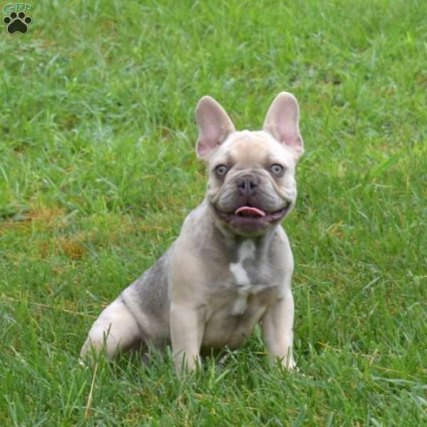 Duke, French Bulldog Puppy