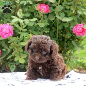 Duke, Cockapoo Puppy