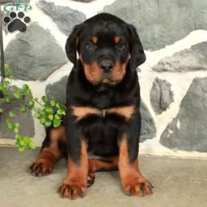 Duke, Rottweiler Puppy