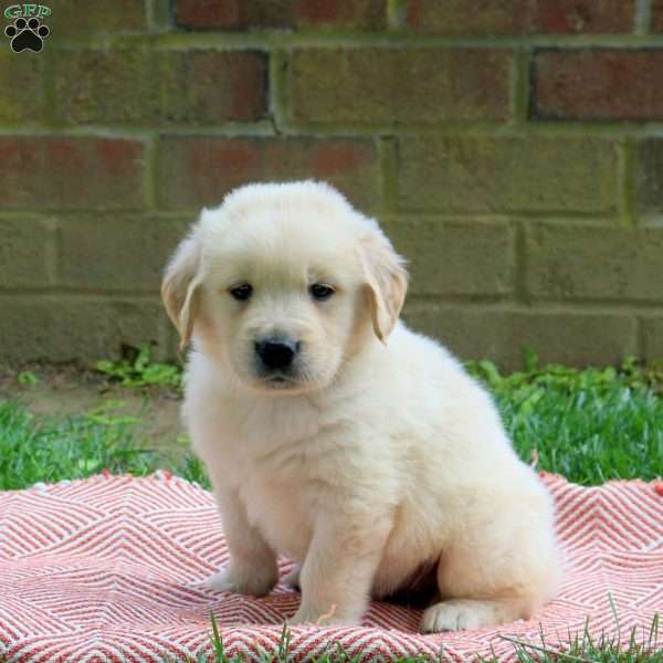 Duke, Golden Retriever Puppy