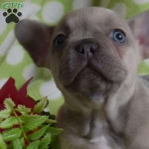 Duke, French Bulldog Puppy