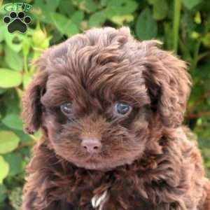 Duke, Cockapoo Puppy