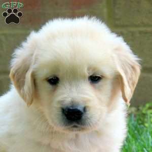 Duke, Golden Retriever Puppy