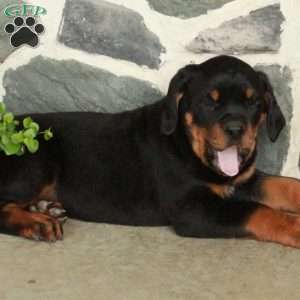 Duke, Rottweiler Puppy