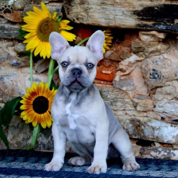 Duke, French Bulldog Puppy