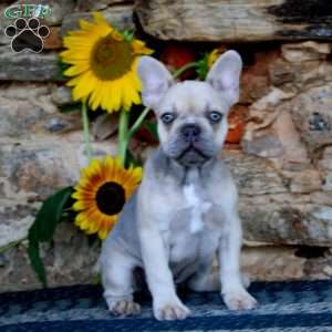 Duke, French Bulldog Puppy