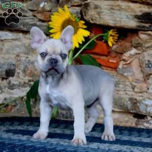 Duke, French Bulldog Puppy