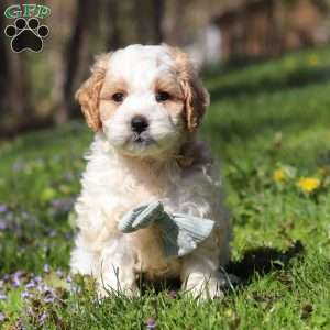 Duke, Cockapoo Puppy