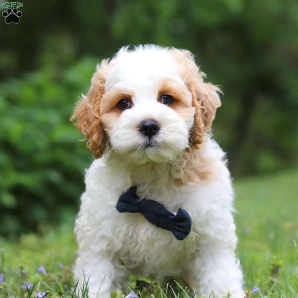 Duke, Cockapoo Puppy