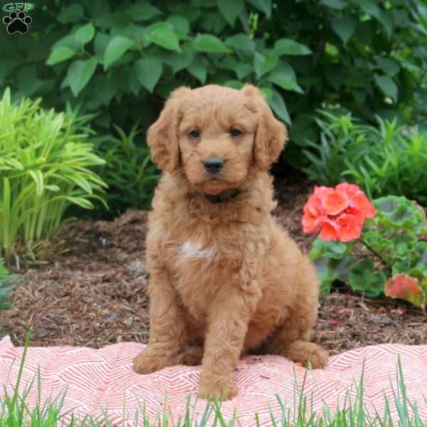 Duncan, Mini Goldendoodle Puppy