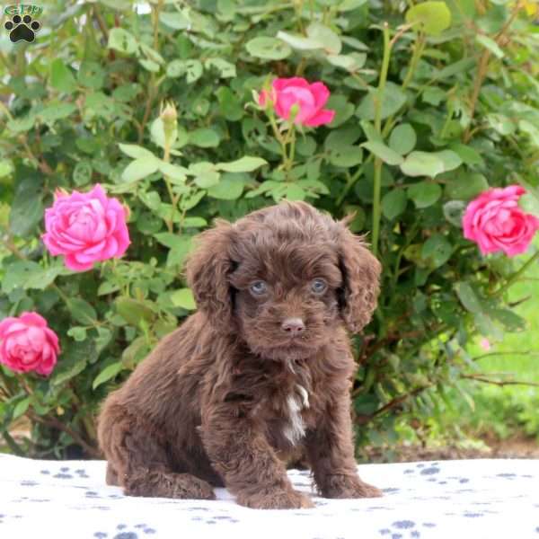 Duncan, Cockapoo Puppy