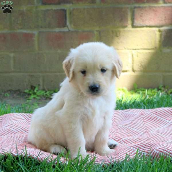Duncan, Golden Retriever Puppy