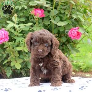 Duncan, Cockapoo Puppy