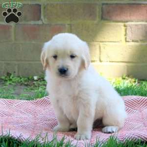 Duncan, Golden Retriever Puppy
