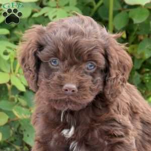 Duncan, Cockapoo Puppy