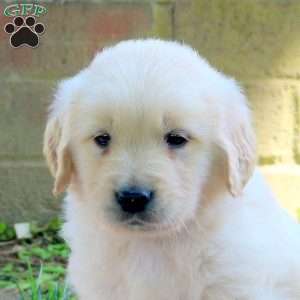 Duncan, Golden Retriever Puppy