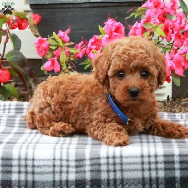 Dune, Miniature Poodle Puppy