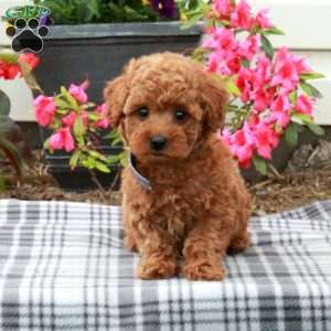 Dune, Miniature Poodle Puppy