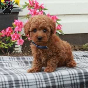Dune, Miniature Poodle Puppy
