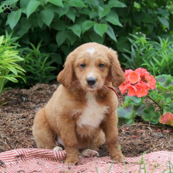 Dusty, Mini Goldendoodle Puppy
