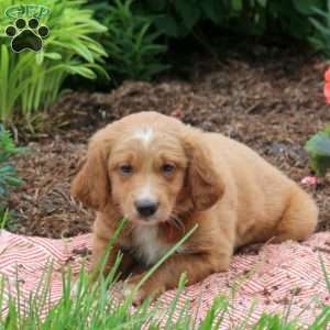 Dusty, Mini Goldendoodle Puppy