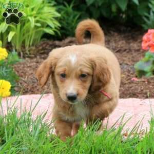 Dusty, Mini Goldendoodle Puppy