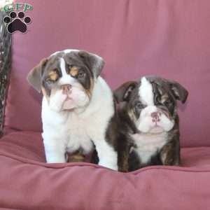 Ellie, English Bulldog Puppy